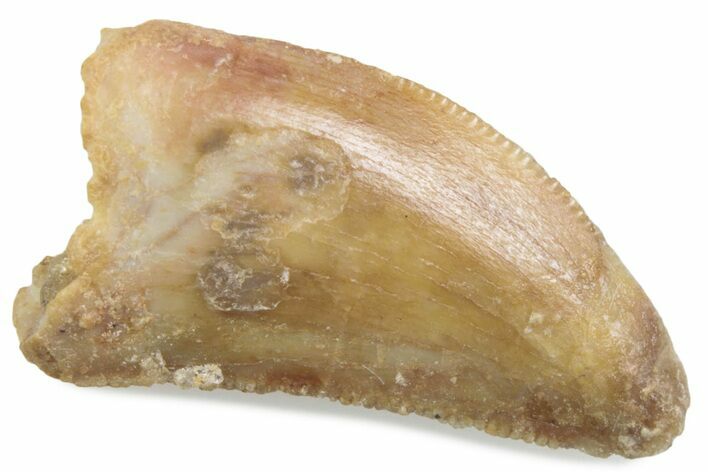Serrated Raptor Tooth - Real Dinosaur Tooth #376472